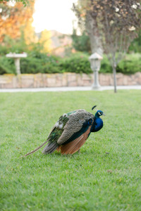 The Humphreys Peacocks